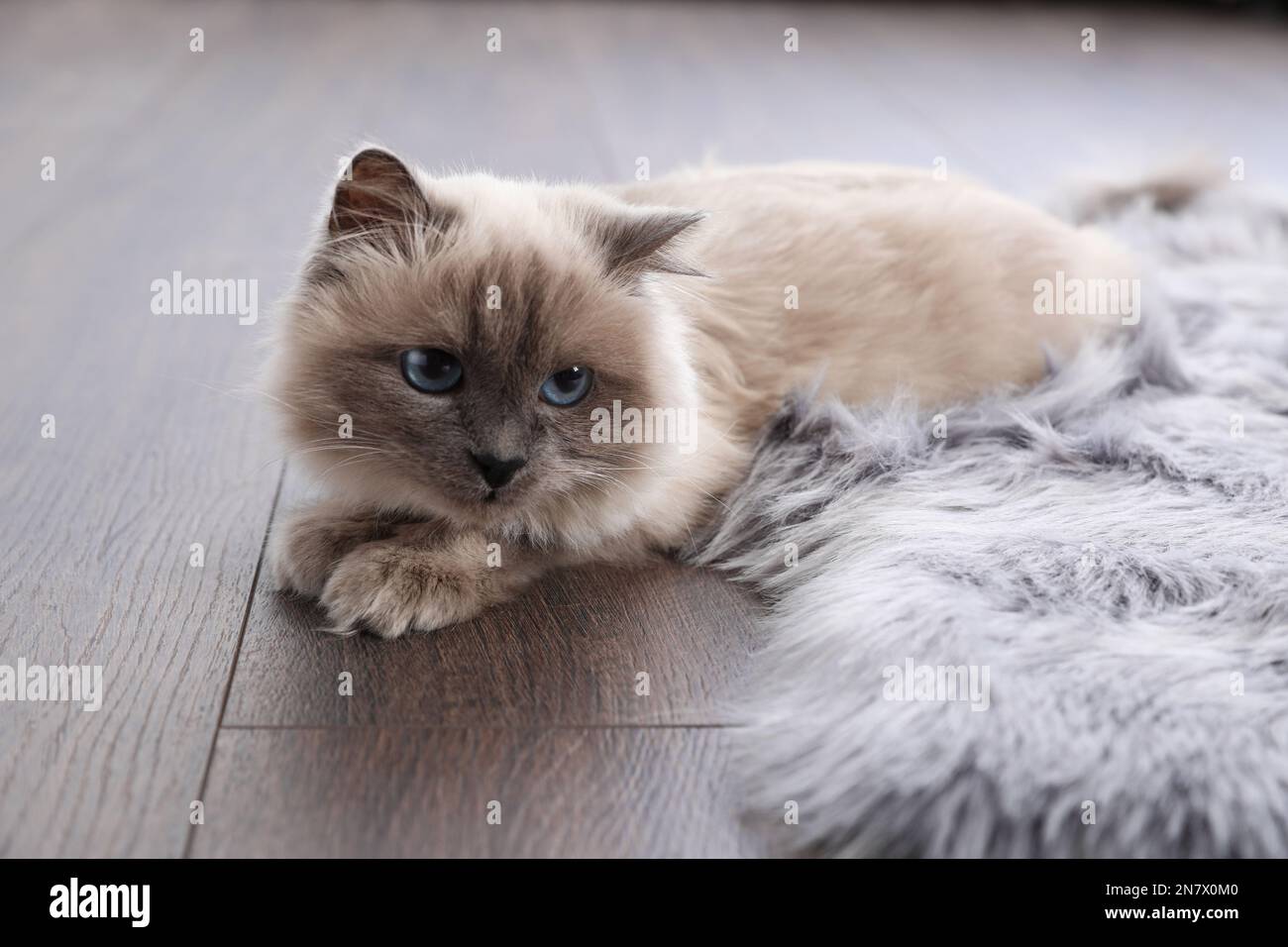 Wunderschöne flauschige Katze, die auf dem warmen Fußboden im Zimmer lag. Heizung Stockfoto