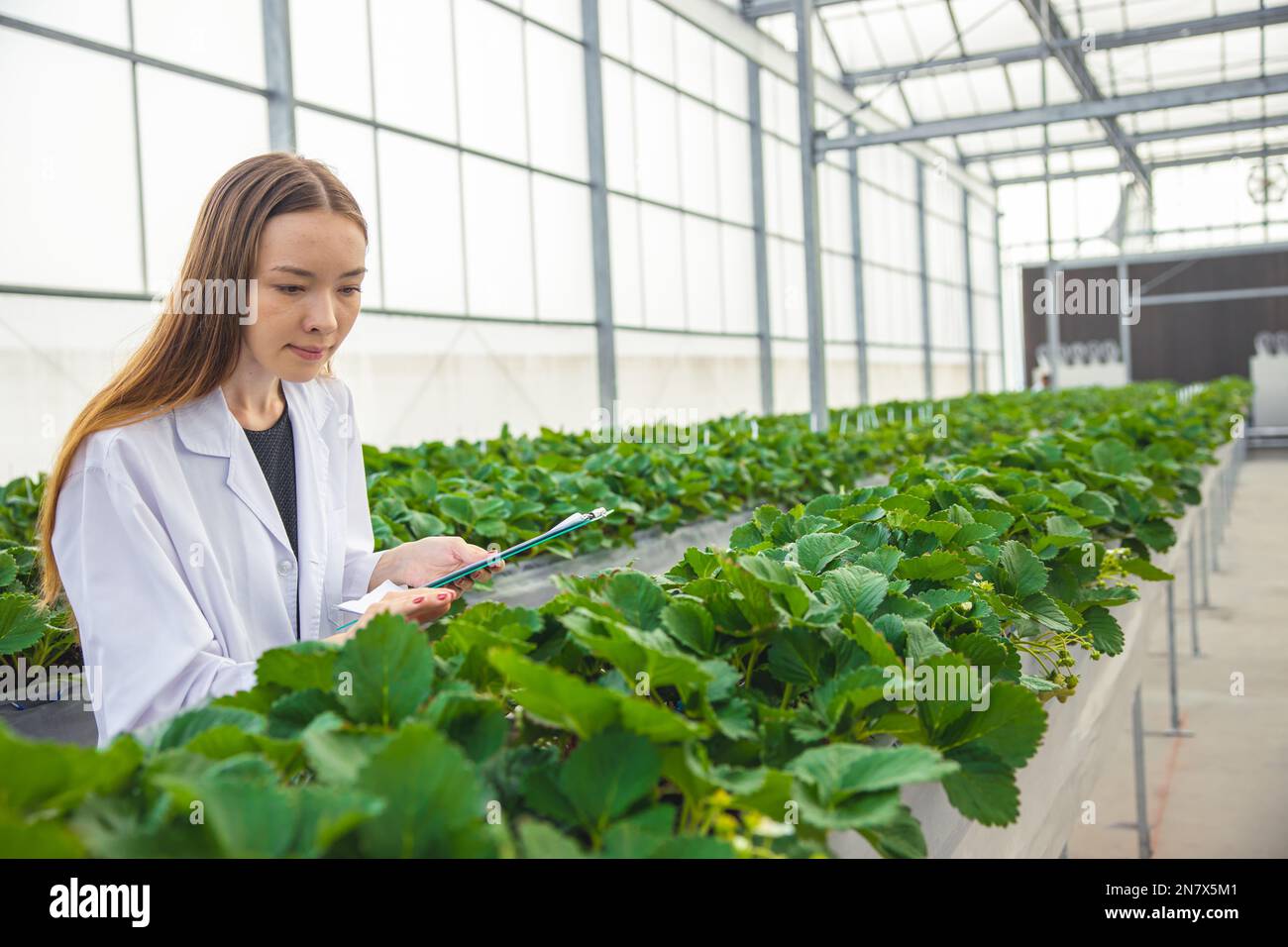 Landwirtschaftswissenschaftlerin in der Gewächshausbio-Erdbeerfarm für die Pflanzenforschung Intelligente arbeitende Frau. Stockfoto
