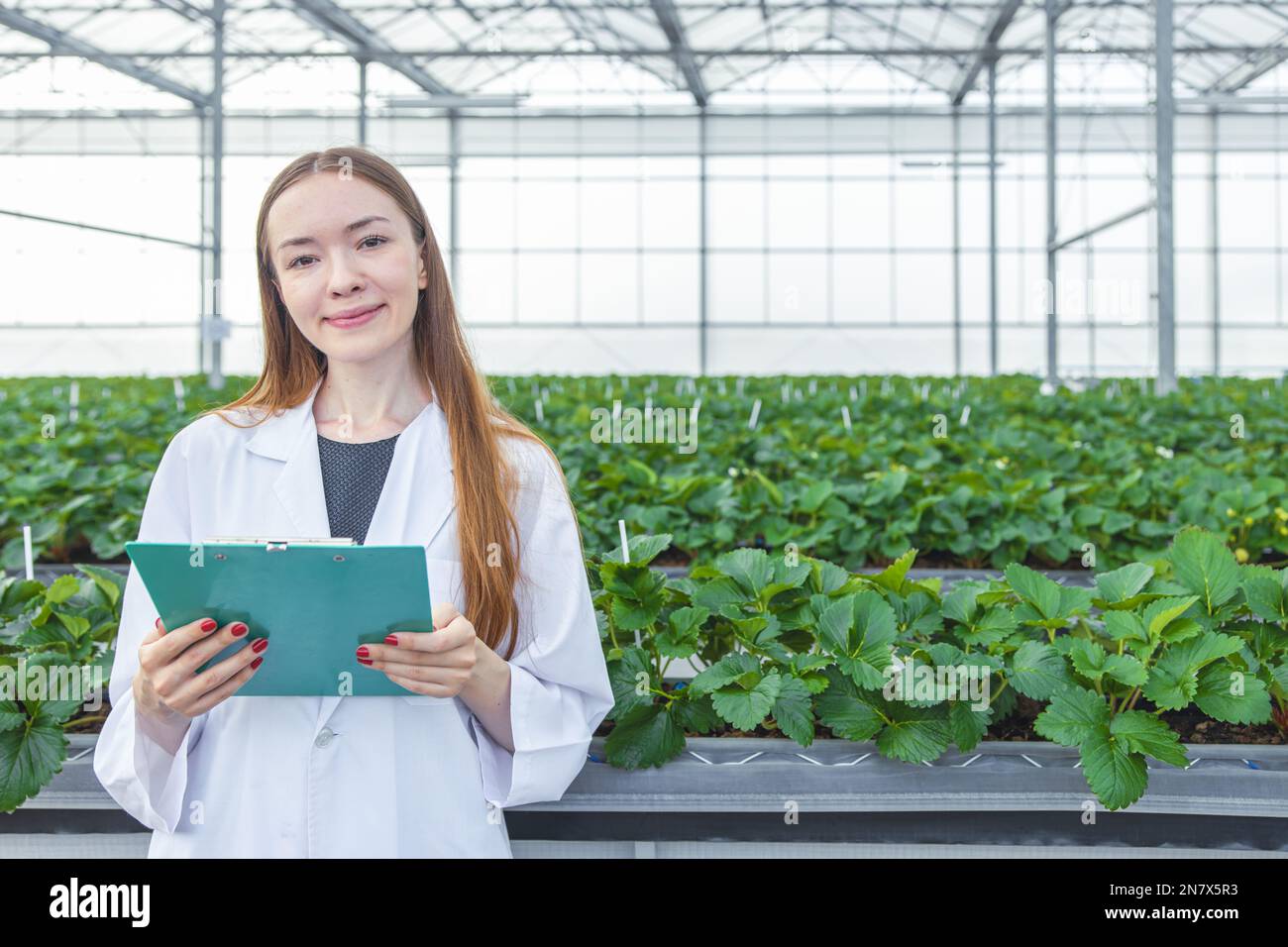 Porträtwissenschaftlerin im Grossgrünhaus-Bio-Erdbeer-Landwirtschaftsbetrieb für die arbeitende Frau in der Pflanzenforschung. Stockfoto