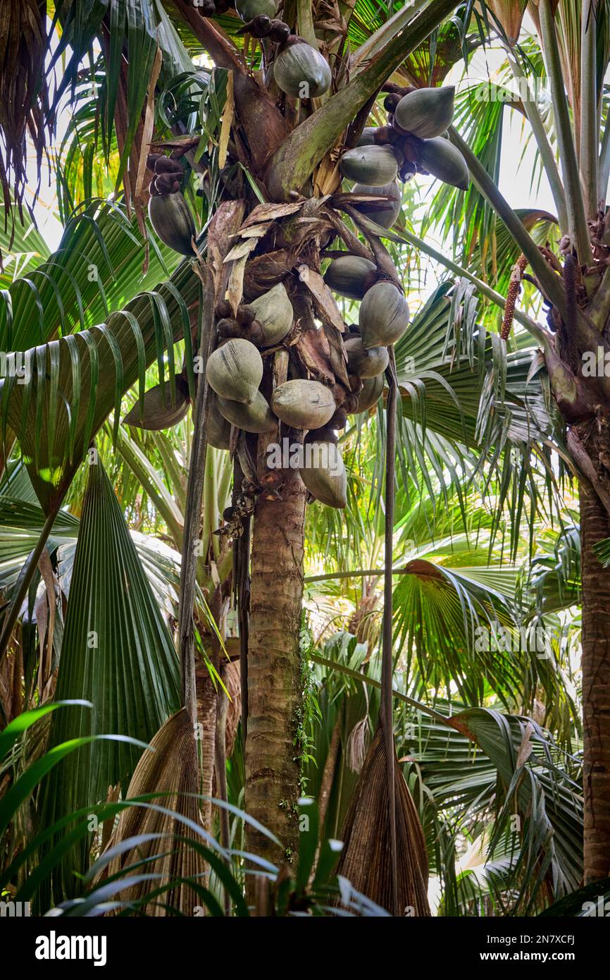 Riesige Nüsse der Palme Coco de mer in Vallee de Mai, Praslin Island, Seychellen Stockfoto