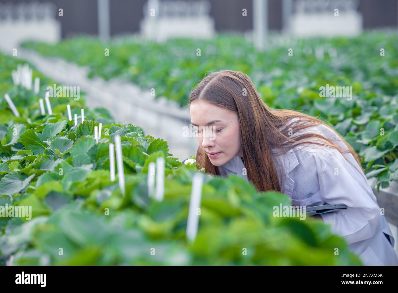 Wissenschaftler, der in der organischen Erdbeerlandwirtschaft für die medizinische Forschung tätig ist. Stockfoto