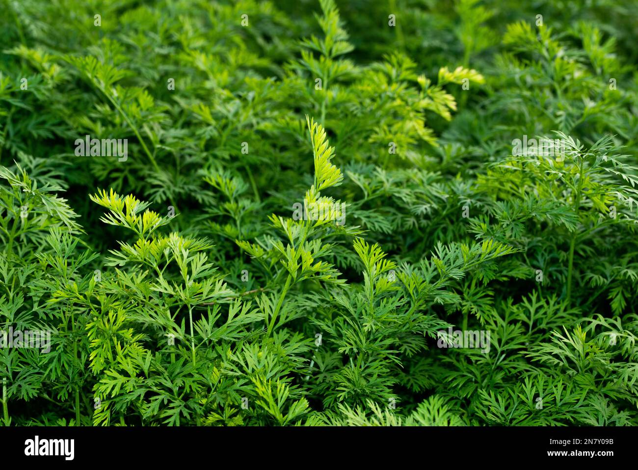 Im Gemüsegarten wachsen Karotten – mit grünem Karottenblatt. Stockfoto