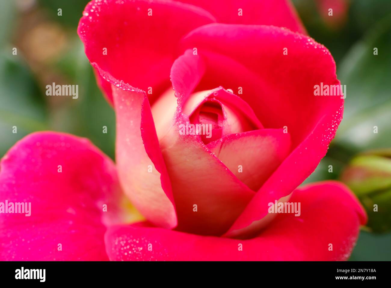 Floribunda Rose (Rosa), Home Melody, Nordrhein-Westfalen, Deutschland Stockfoto