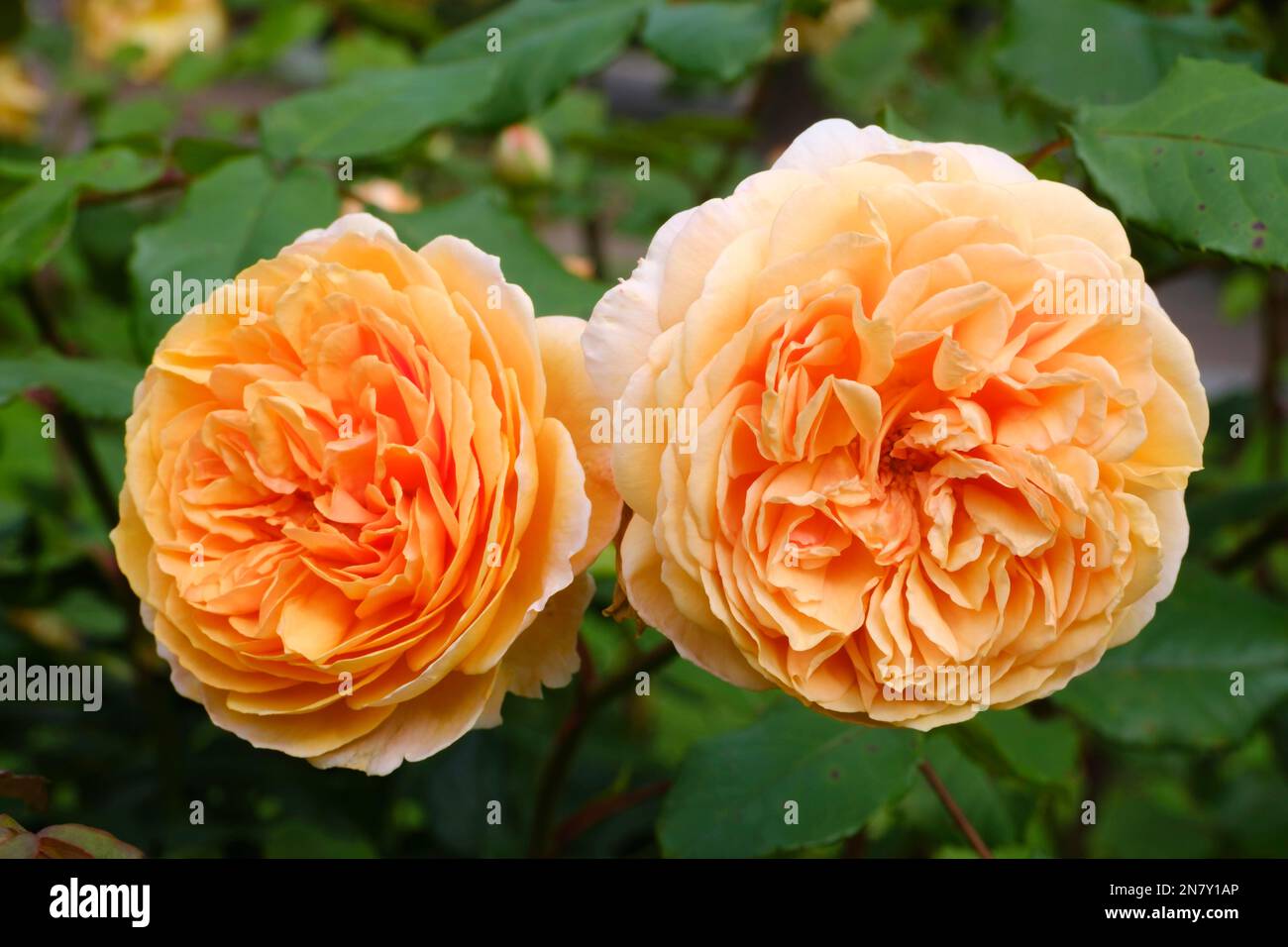 Strauchrose (Rosa), Kronprinzessin Margareta Stockfoto