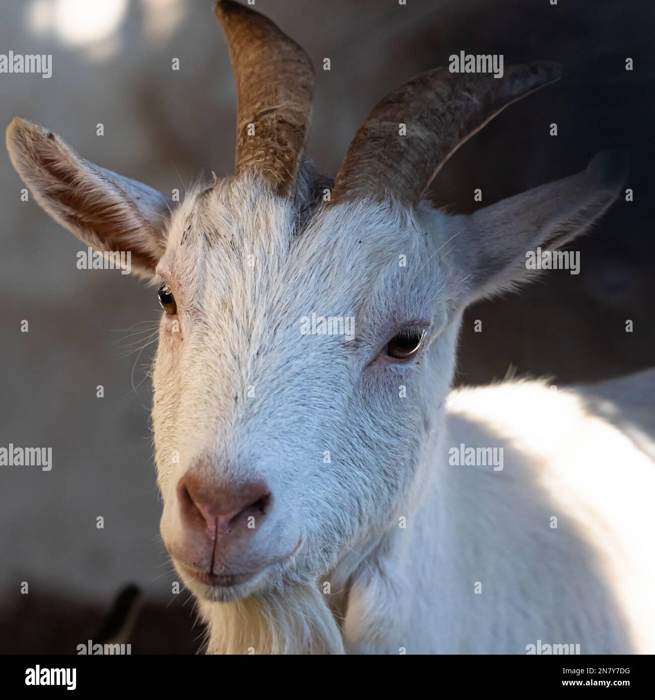 Nahaufnahme einer weißen Ziege, die mit ihren großen, neugierigen Augen direkt auf die Kamera starrt. Stockfoto