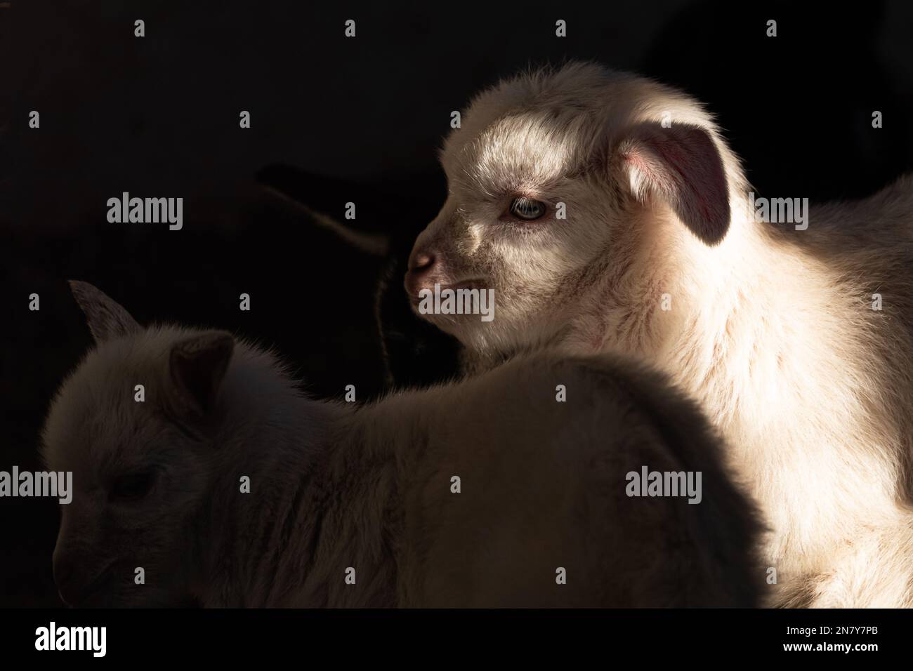 Niedliche Baby Ziege Kinder in Aktion, Lazy Baby Ziege umgeben von verspielten Geschwistern Stockfoto