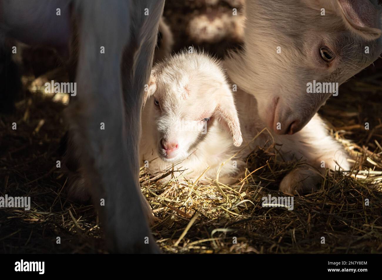 Niedliche Baby Ziege Kinder in Aktion, Lazy Baby Ziege umgeben von verspielten Geschwistern Stockfoto