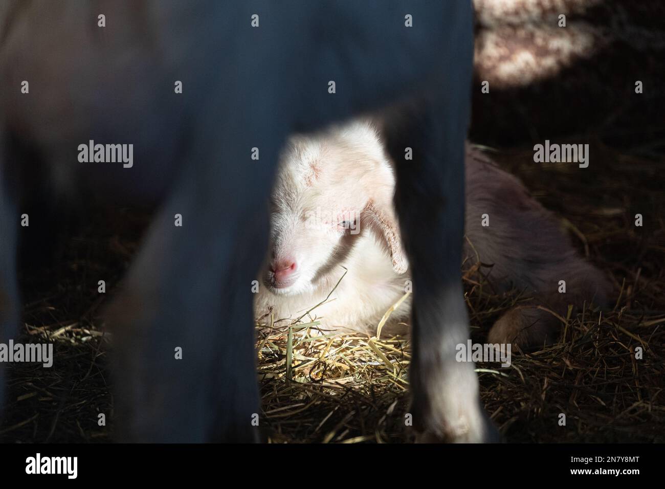 Rustikales Scheunenleben: Bezaubernde Tibetische Ziegenkiefer, Die Zusammengekuschelt Sind Stockfoto
