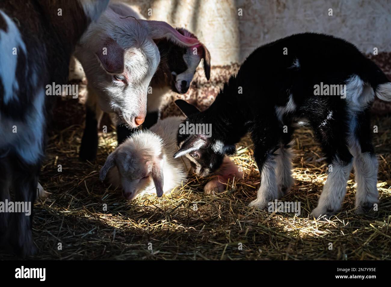 Lazy Baby Ziege umgeben von verspielten Geschwistern, niedliche Ziegenbabys, die in einem Sweet Stack kuscheln Stockfoto