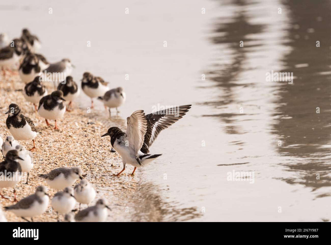 Turnstone (Arenaria Interpres) an der Küste von Essex Stockfoto