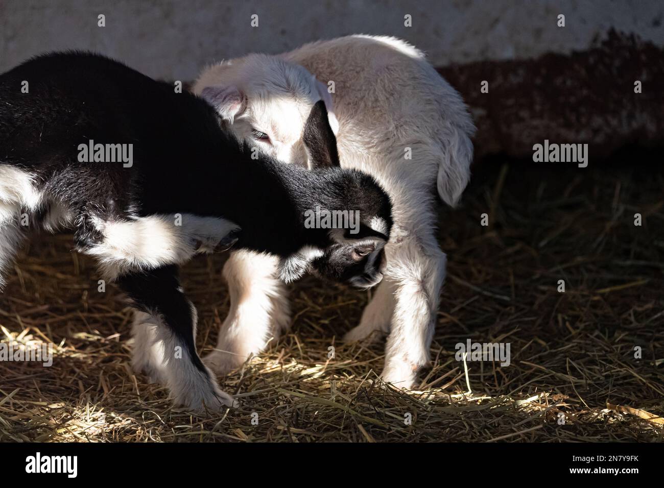 Lazy Baby Ziege umgeben von verspielten Geschwistern, niedliche Ziegenbabys, die in einem Sweet Stack kuscheln Stockfoto