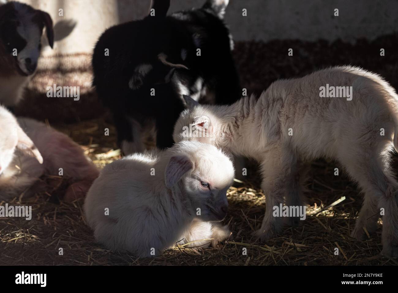 Lazy Baby Ziege umgeben von verspielten Geschwistern, niedliche Ziegenbabys, die in einem Sweet Stack kuscheln Stockfoto