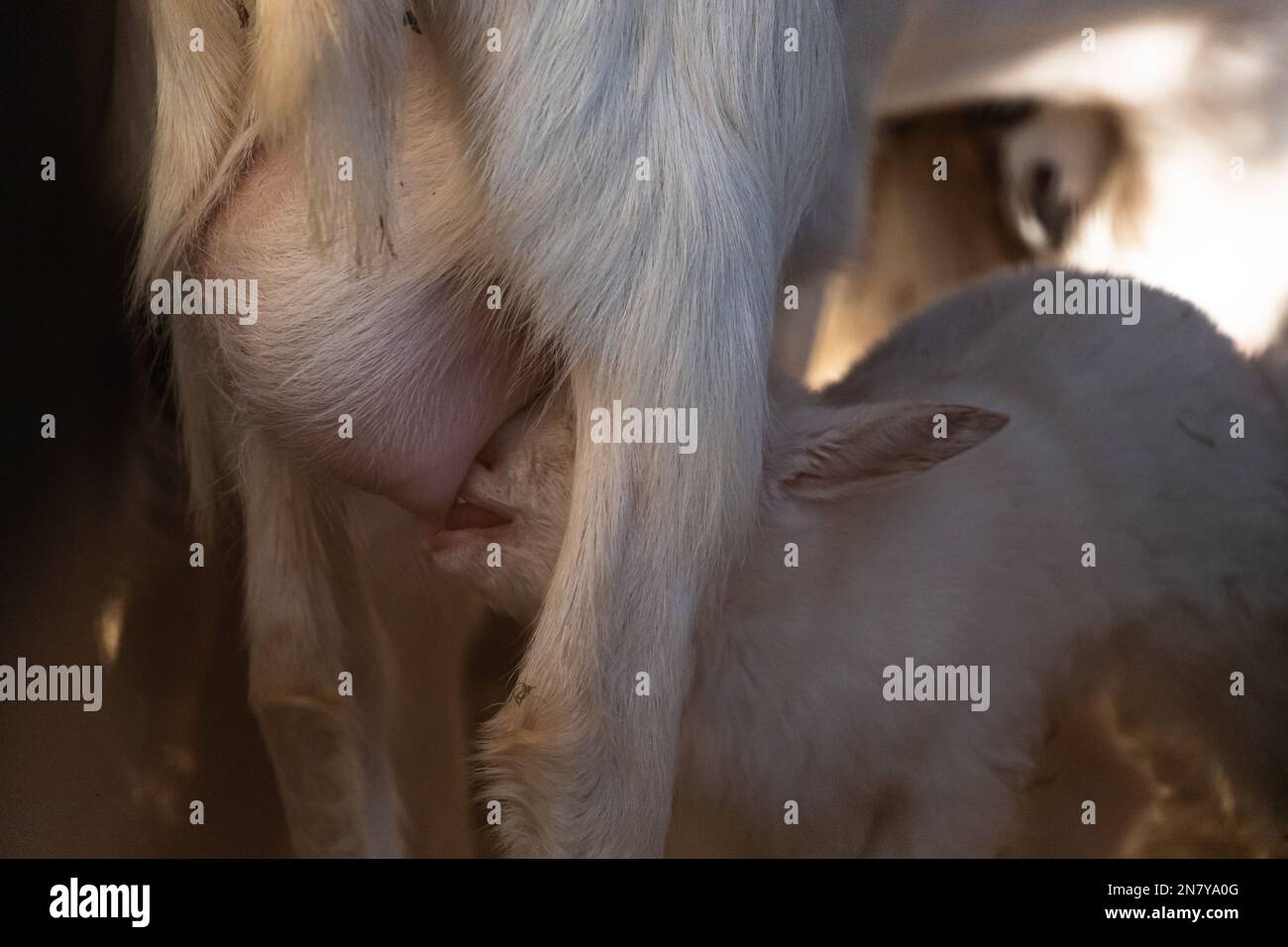 Rustikales Scheunenleben: Bezaubernde Tibetische Ziegenkiefer, Die Zusammengekuschelt Sind Stockfoto