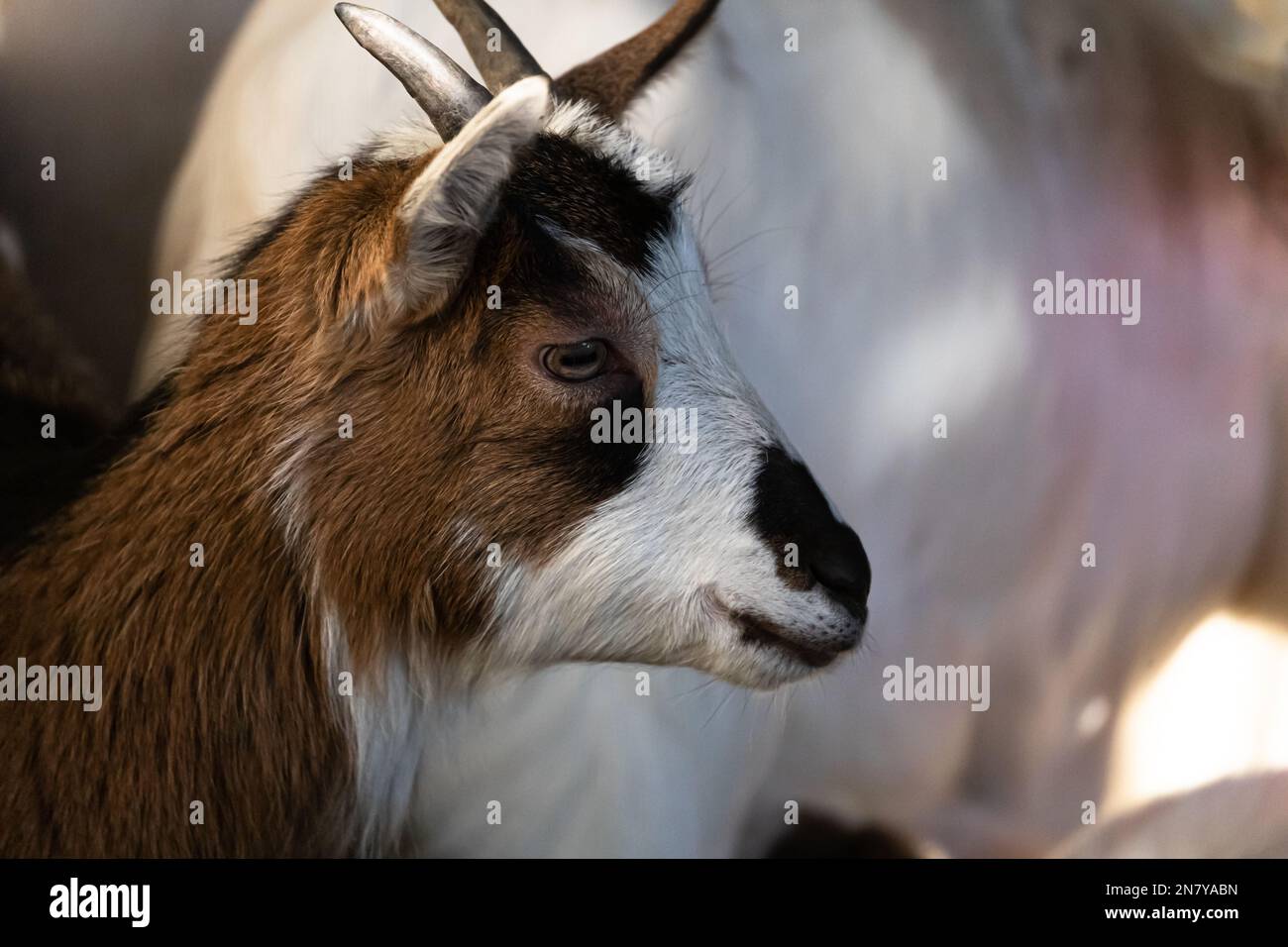 Tibetisches Ziegenporträt im Stall: Schönes und majestätisches Tier Stockfoto