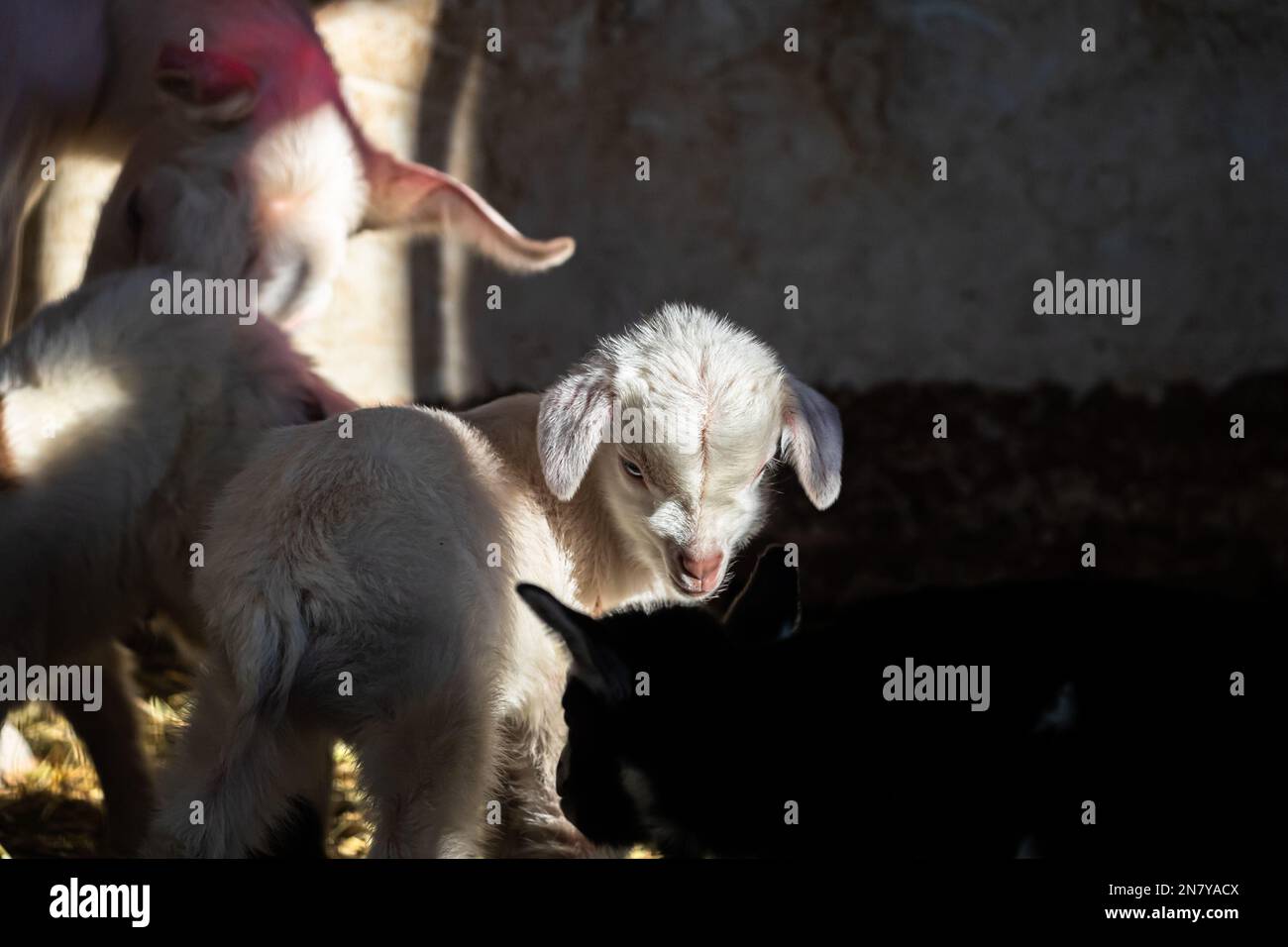 Niedliche Ziegenbabys kuscheln in einem süßen Stack, Rustic Barn Life: Niedliche tibetische Ziegenbabys kuscheln sich an Stockfoto