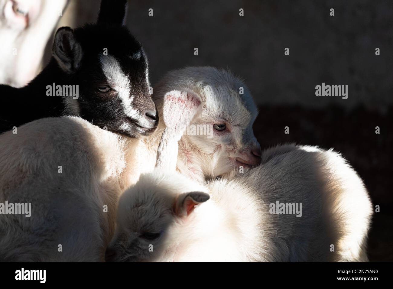 Lazy Baby Ziege umgeben von verspielten Geschwistern, niedliche Ziegenbabys, die in einem Sweet Stack kuscheln Stockfoto