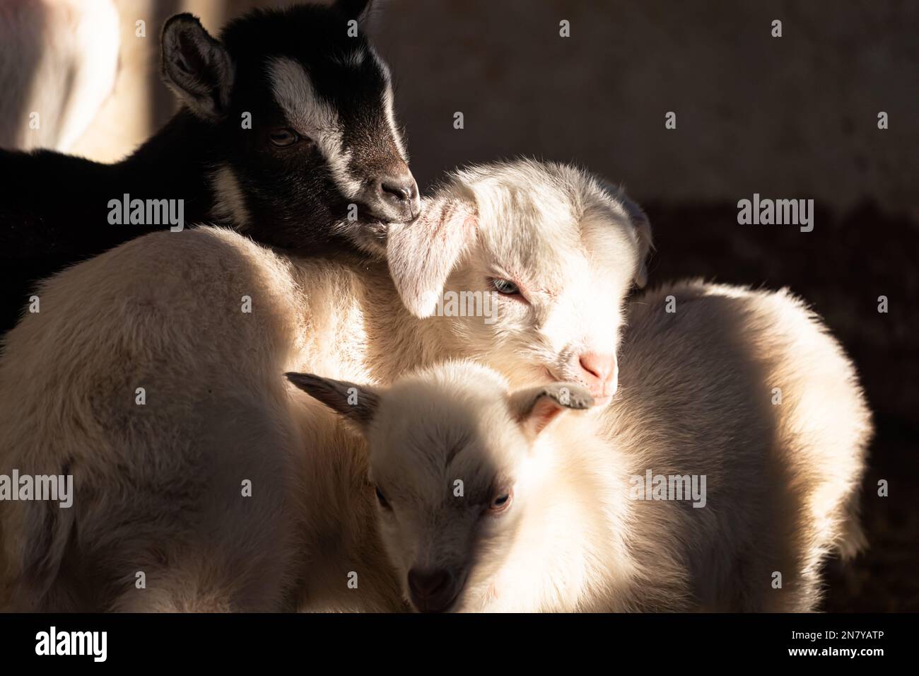 Süße Ziegenbabys, die in einem süßen Stack kuscheln Stockfoto
