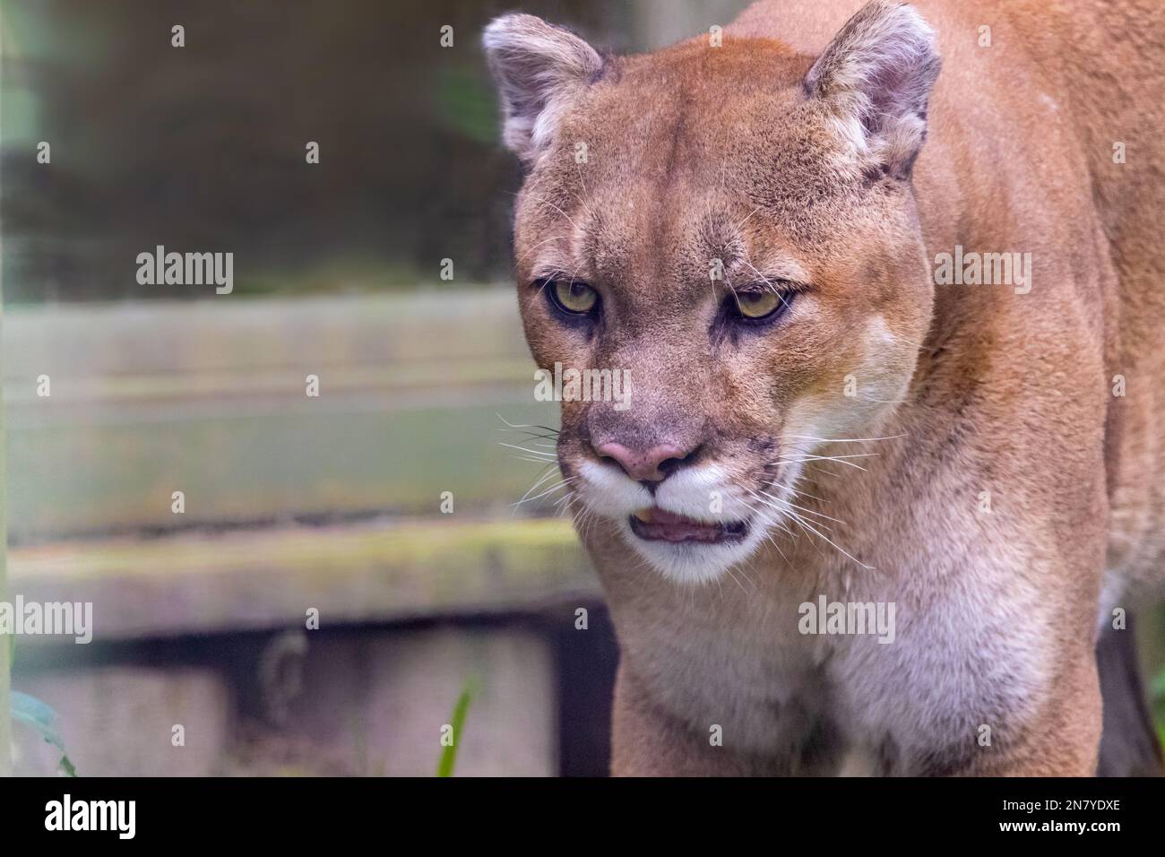 Eine Nahaufnahme von Florida-Panther, der auf unscharfen Hintergrund blickt Stockfoto