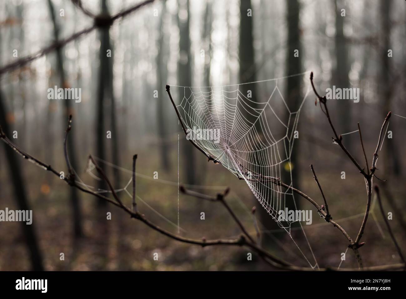 Nahaufnahme des Spinnennetzes im nebligen Wald. Unschärfe-Effekte. Herbstwälder Stockfoto