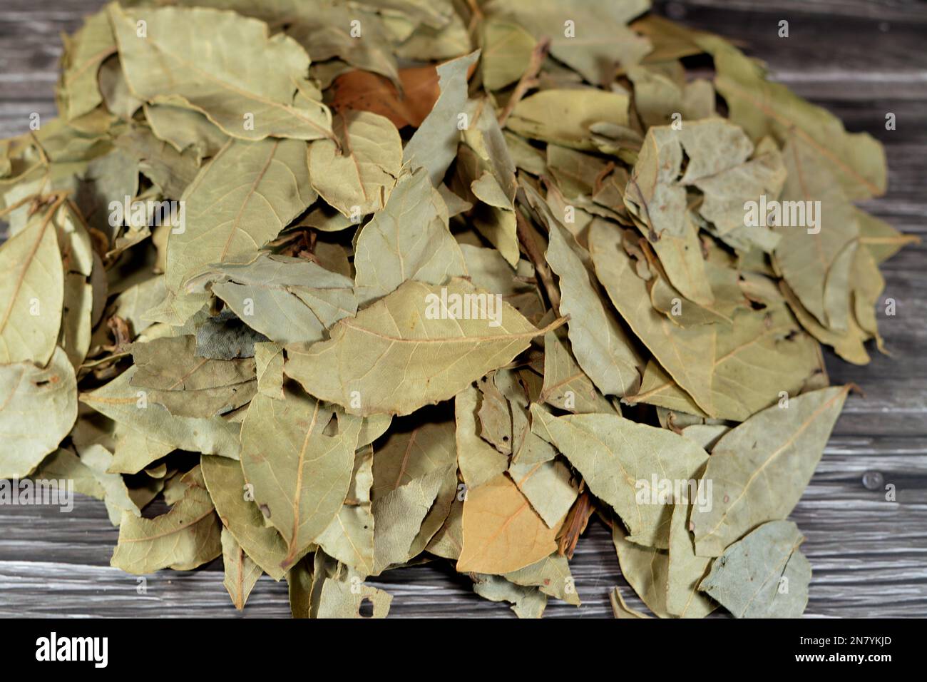 Lorbeerblätter, Laurus nobilis, ein aromatischer immergrüner Baum oder großer Strauß mit grünen, glabromreichen (glatten) Blättern. Es gehört zur blühenden Pflanzenfamilie Stockfoto