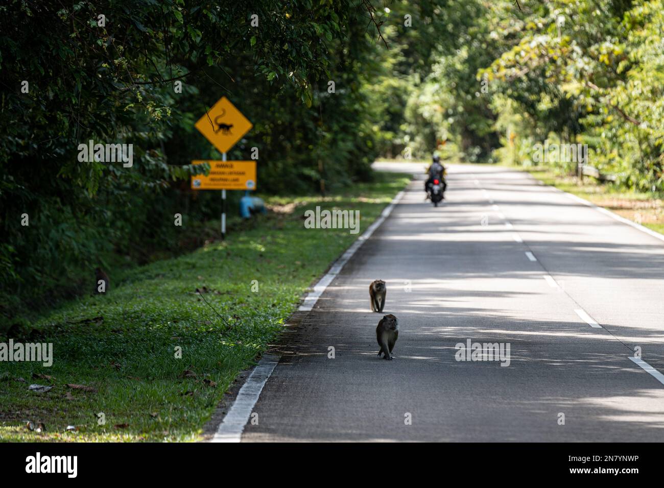 Ein Schild mit "Achtung Affen auf der Straße" in Langkawi Stockfoto