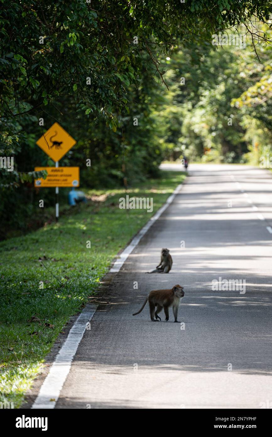 Ein Schild mit "Achtung Affen auf der Straße" in Langkawi Stockfoto