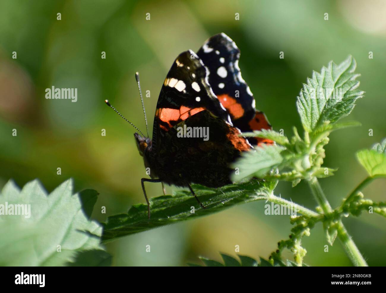 Roter Admiral-Schmetterling, der auf einer Pflanze auf dem Land ruht, Cornwall, Großbritannien Stockfoto