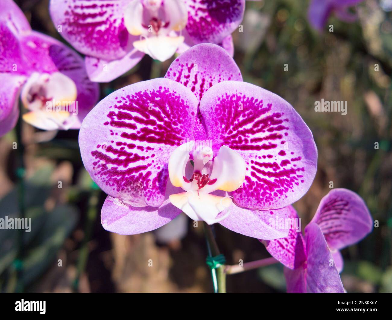 Cymbidium hybrids Fotos und Bildmaterial in hoher Auflösung Alamy