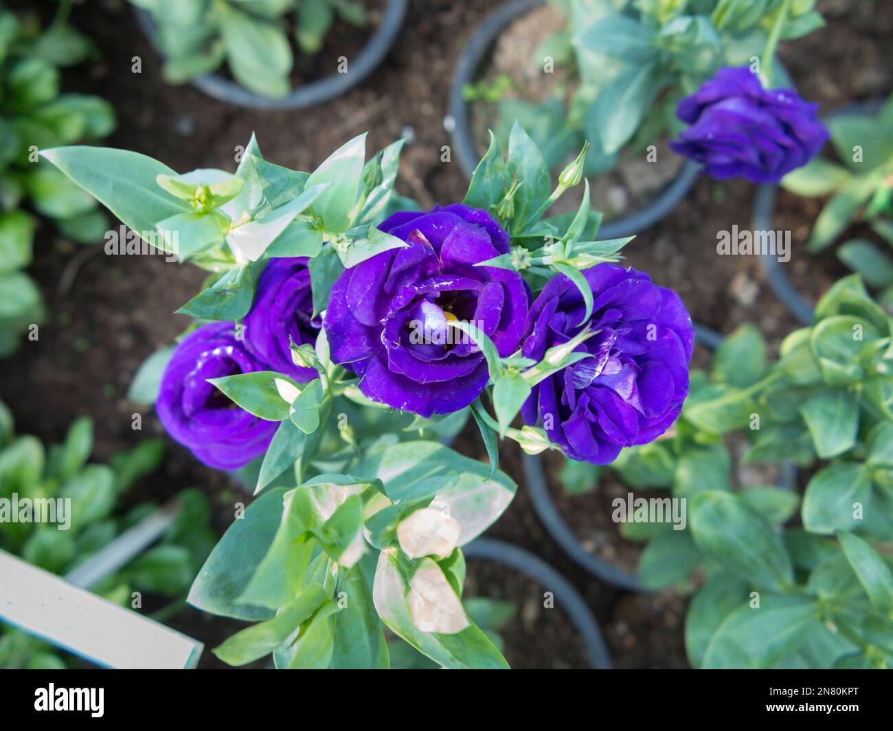 Lisianthus, Eustoma grandiflorum, Gentianaceae Stockfoto