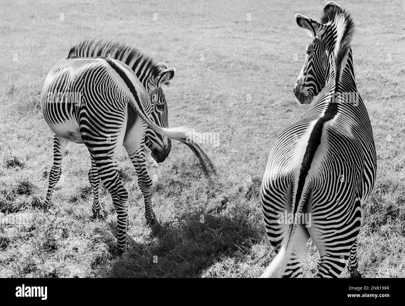 Zwei Grevys Zebras, die sich gegenüberstehen Stockfoto