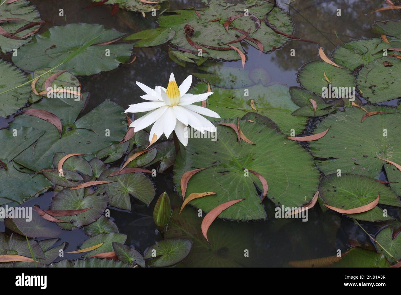 Lotusblume mit blatt Fotos und Bildmaterial in hoher Auflösung Alamy
