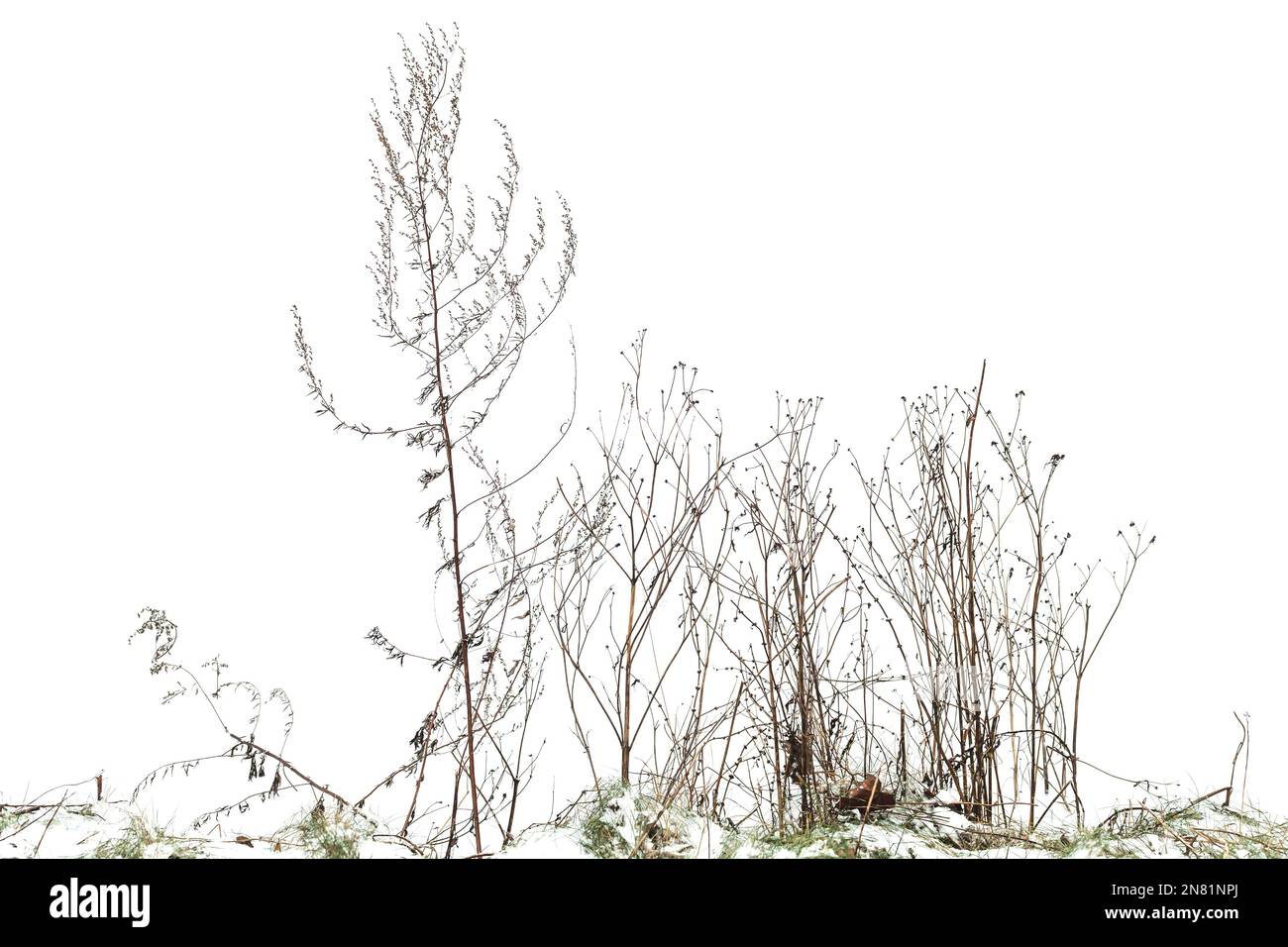 Trockener Salatrausch und Gras isoliert auf weißem, winterlichen Fotohintergrund Stockfoto