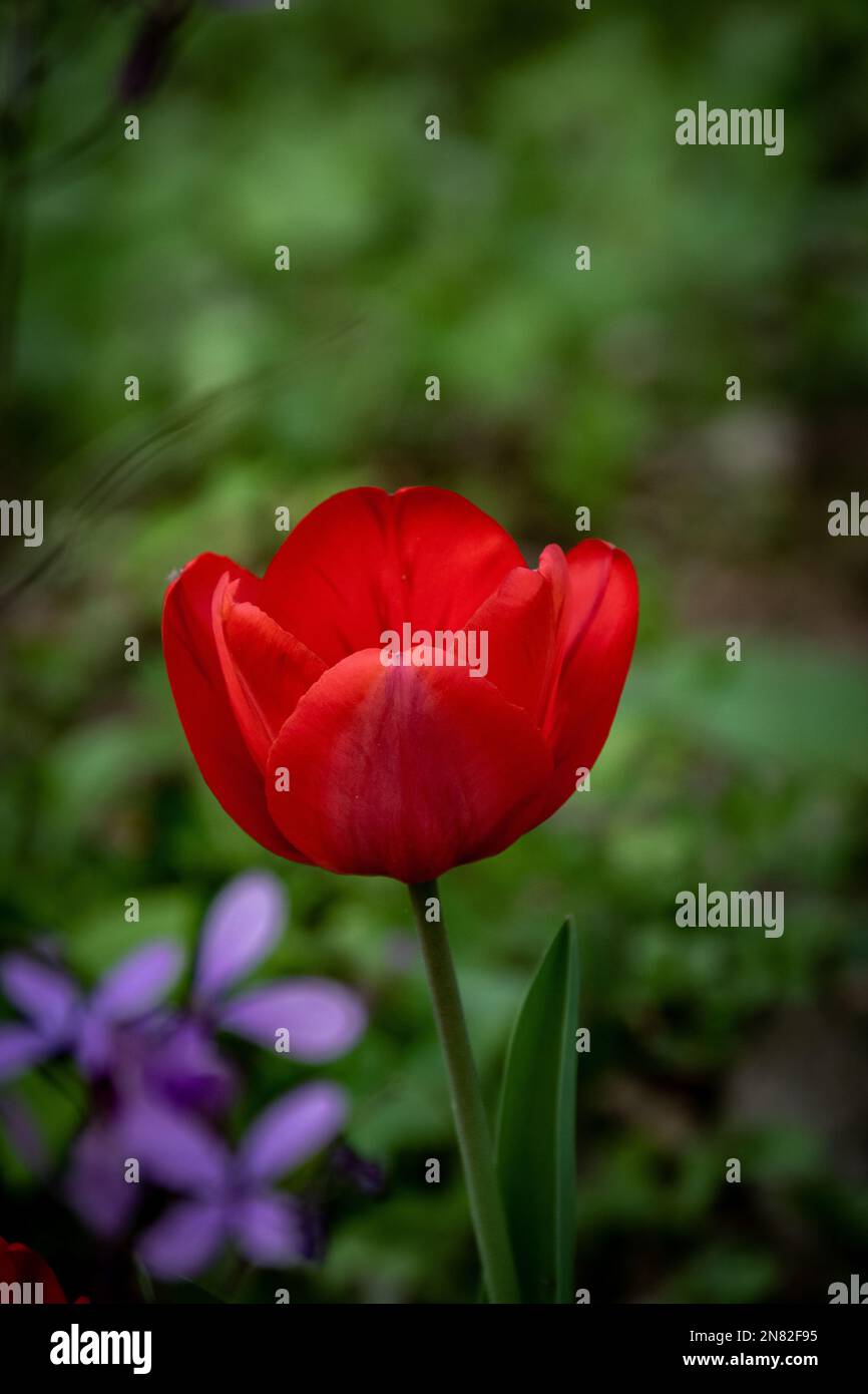 Wunderschöne Blumenlandschaft mit roten Tulpen aus dem Garten im Frühling Stockfoto