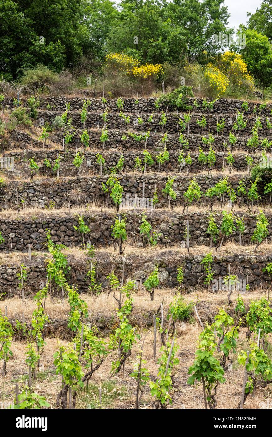 Alte Weinreben in einem terrassenförmig angelegten Weinberg hoch oben auf dem Ätna, Sizilien, nach dem traditionellen lokalen „Alberello“- oder „Head-trained“-System geschnitten Stockfoto