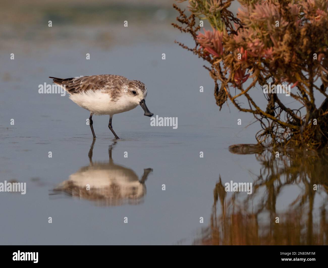 Löffelschnabel-Sandpiper, Calidris pygmaea, ein kritisch gefährdeter Küstenvogel aus der Nähe von Bangkok, Thailand Stockfoto