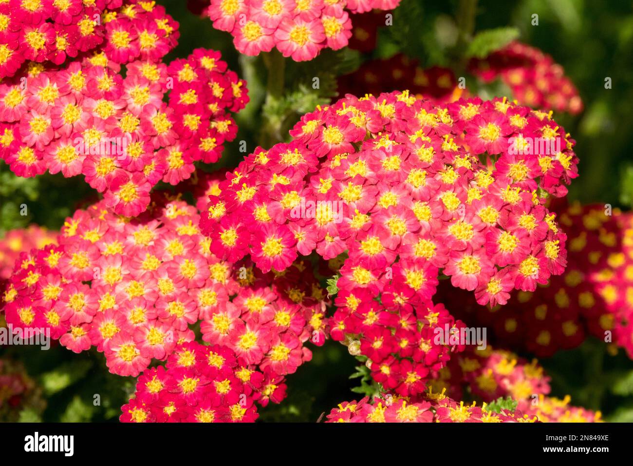 Achillea, Yarrow Flower, Nahaufnahme, Rot, Orange, Blumen, Achillea „Desert Eve Red“ Stockfoto