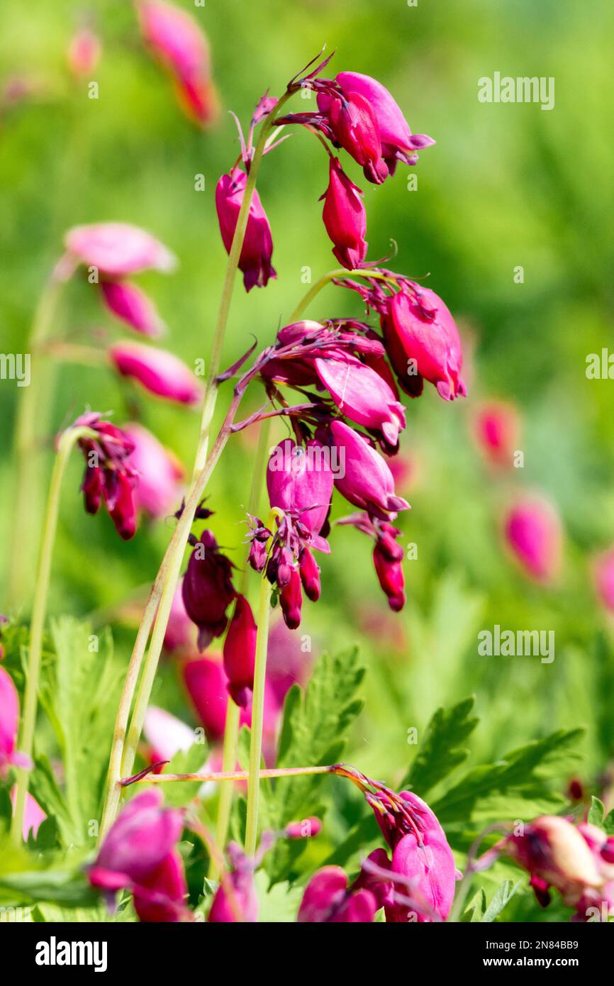 Blutendes Herz, Dicentra 'König der Herzen', Dicentra formosa, Fern Leaf blutendes Herz Blume, Lila, Blumen Stockfoto