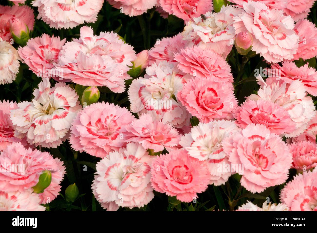 Lachs, Dianthus caryophyllus SW.P. Lachs-Auge, Blüten, Blumen Stockfoto