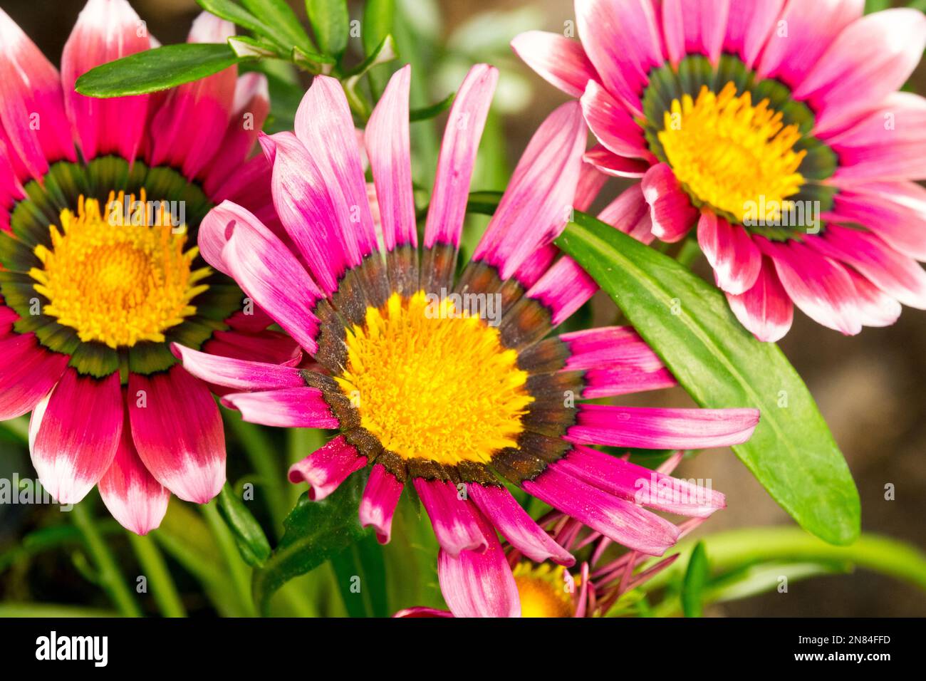 Gazania „Siesta Rose“, Gazania Rigens, Gazania Blume Nahaufnahme, Blumen, Rosa Farbe Gelb Mitte Stockfoto
