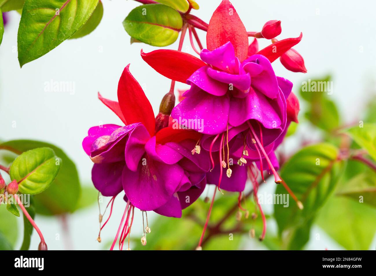 Fuchsia Dunkle Augen, Fuchsia Hybrida, Fuchsia Stockfoto