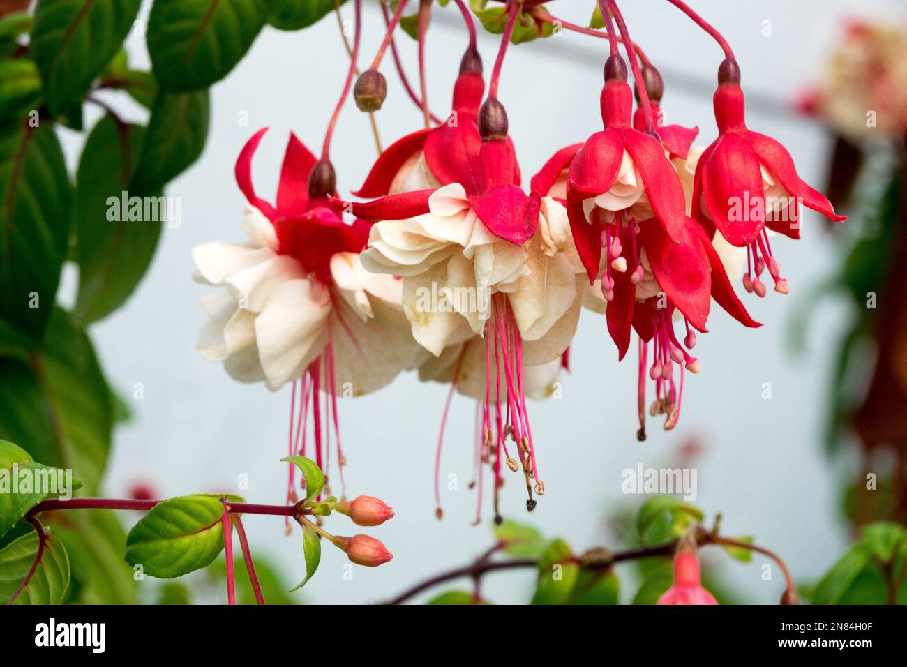 Fuchsia Swingtime, Fuchsia, White Red, Fuchsia hybrida, Fuchsias Stockfoto