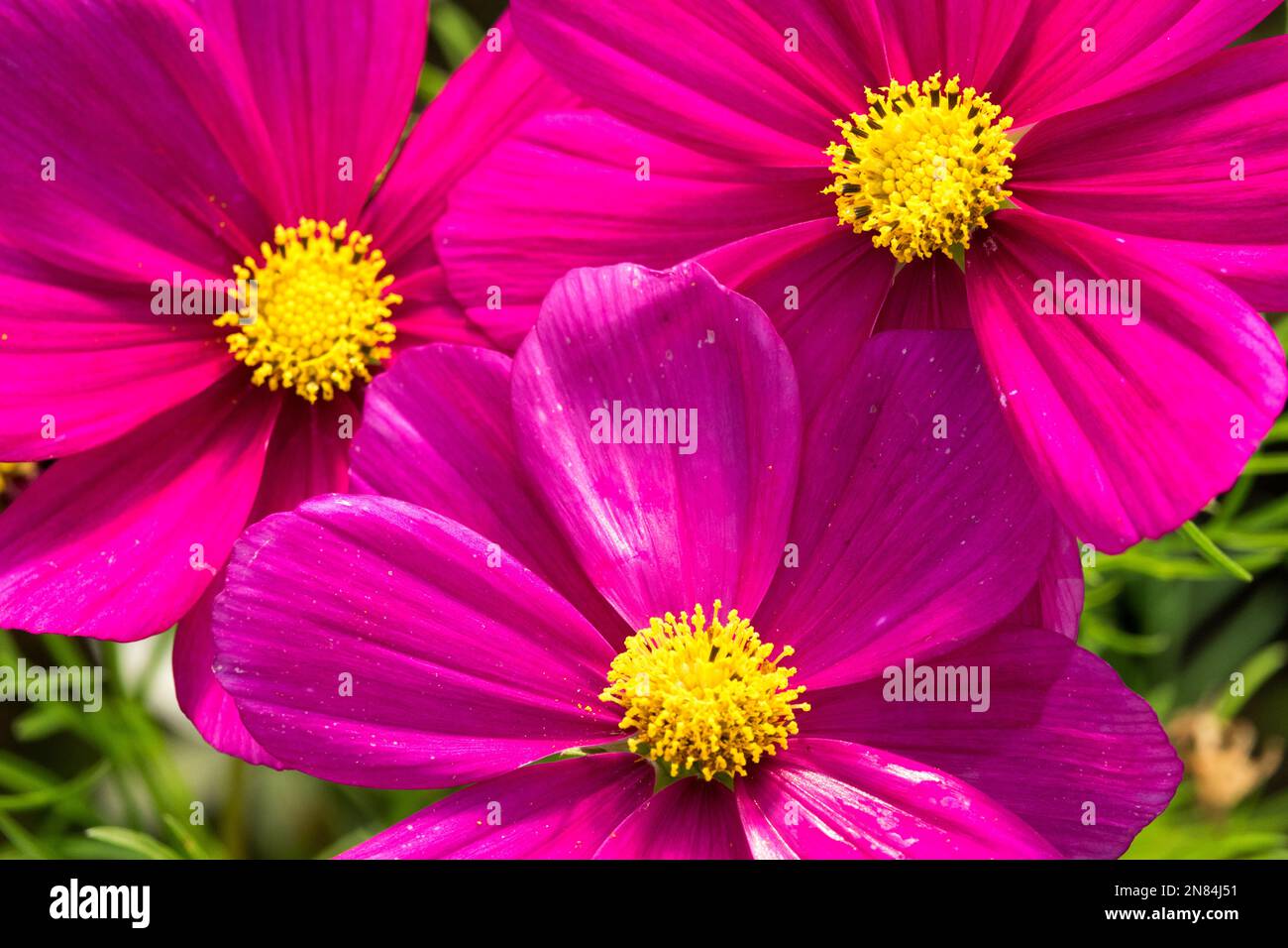 Blume, Cosmos „Cosmini Carmine“, Lila, Cosmos, Blumen, Cosmos bipinnatus, Common Cosmos, Garden Cosmos, Gelb, Detail Mitte Magenta Farbe Stockfoto