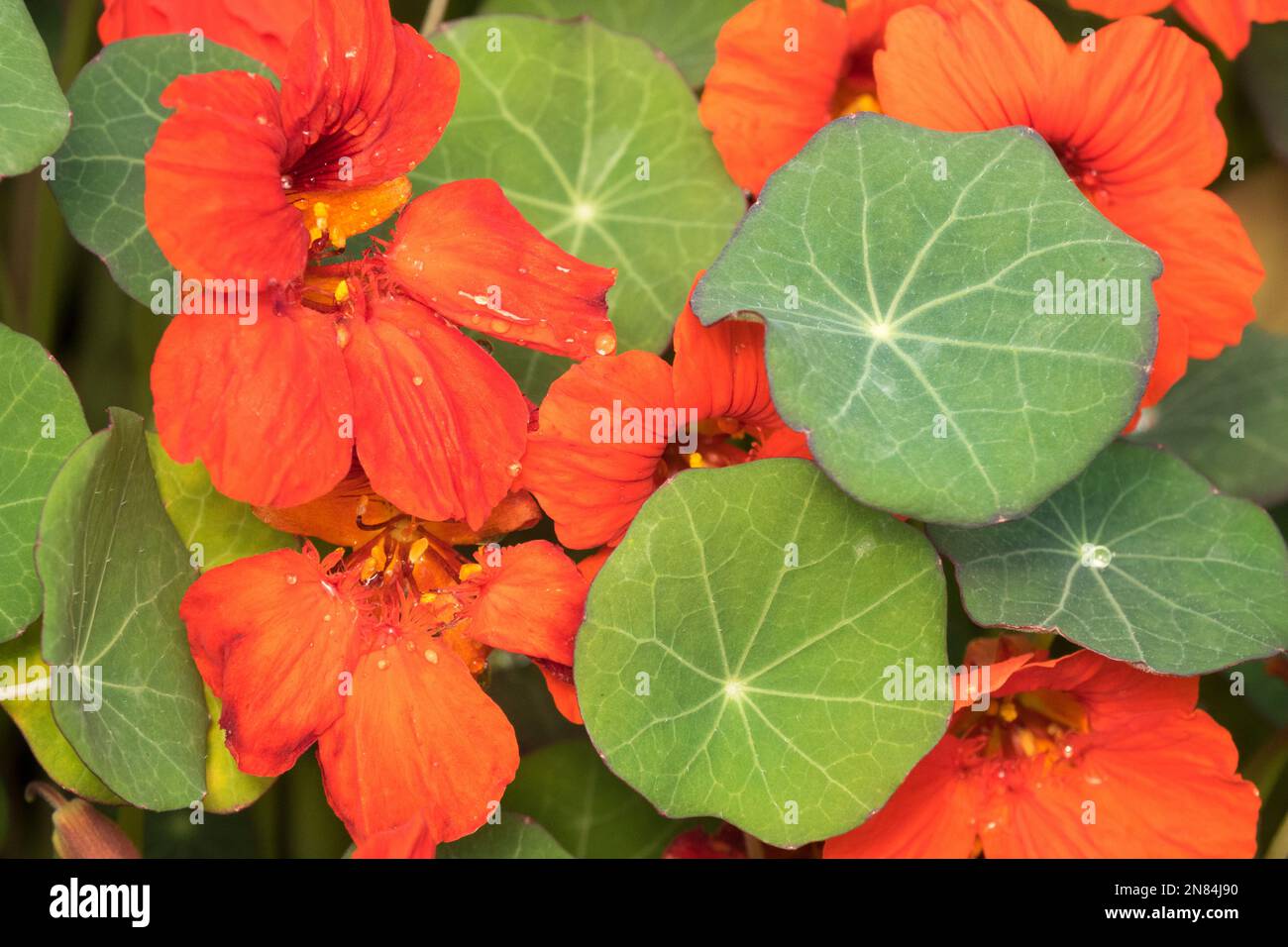 Essbar, Blumen, Blätter, essbare Pflanzen, Tropaeolum majus, Nasturtium, Orange, Blume, Pflanze Stockfoto