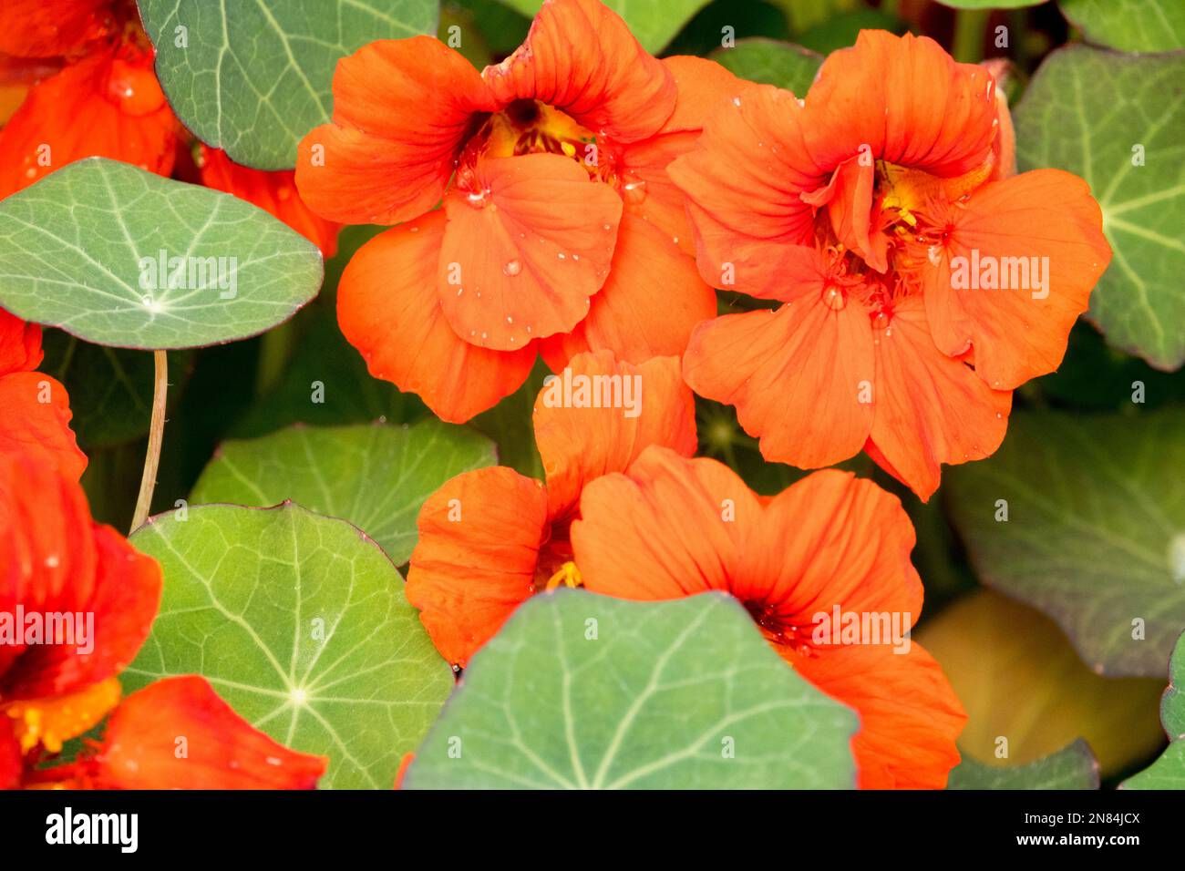 Nasturtium Tropaeolum majus „Kaiserin Victoria“ Stockfoto