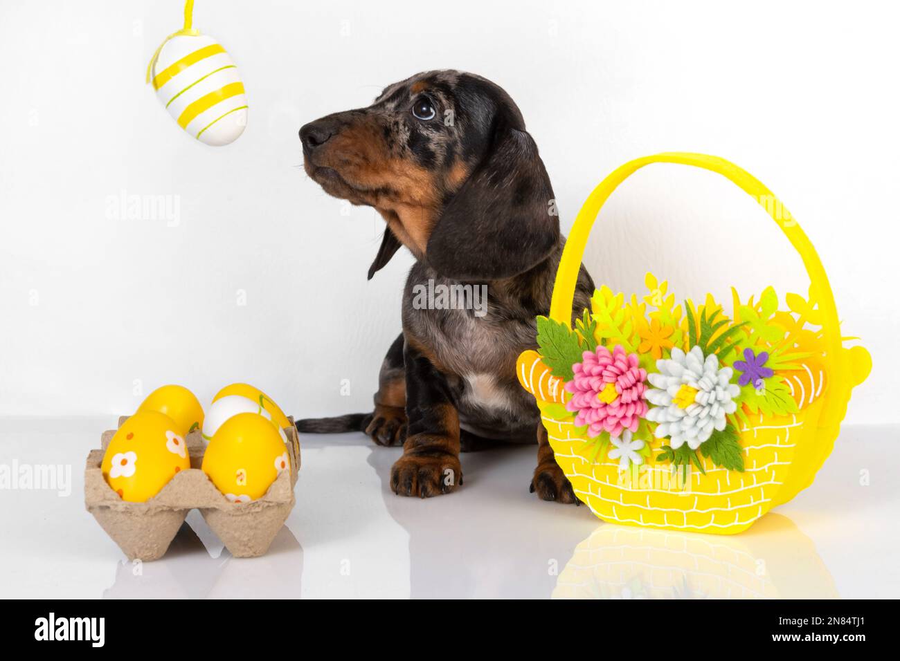 Ein süßer kleiner Dackel-Welpe sitzt neben einem Korb pastellfarbener Ostereier auf weißem Hintergrund. Das Konzept der Osterferien Stockfoto