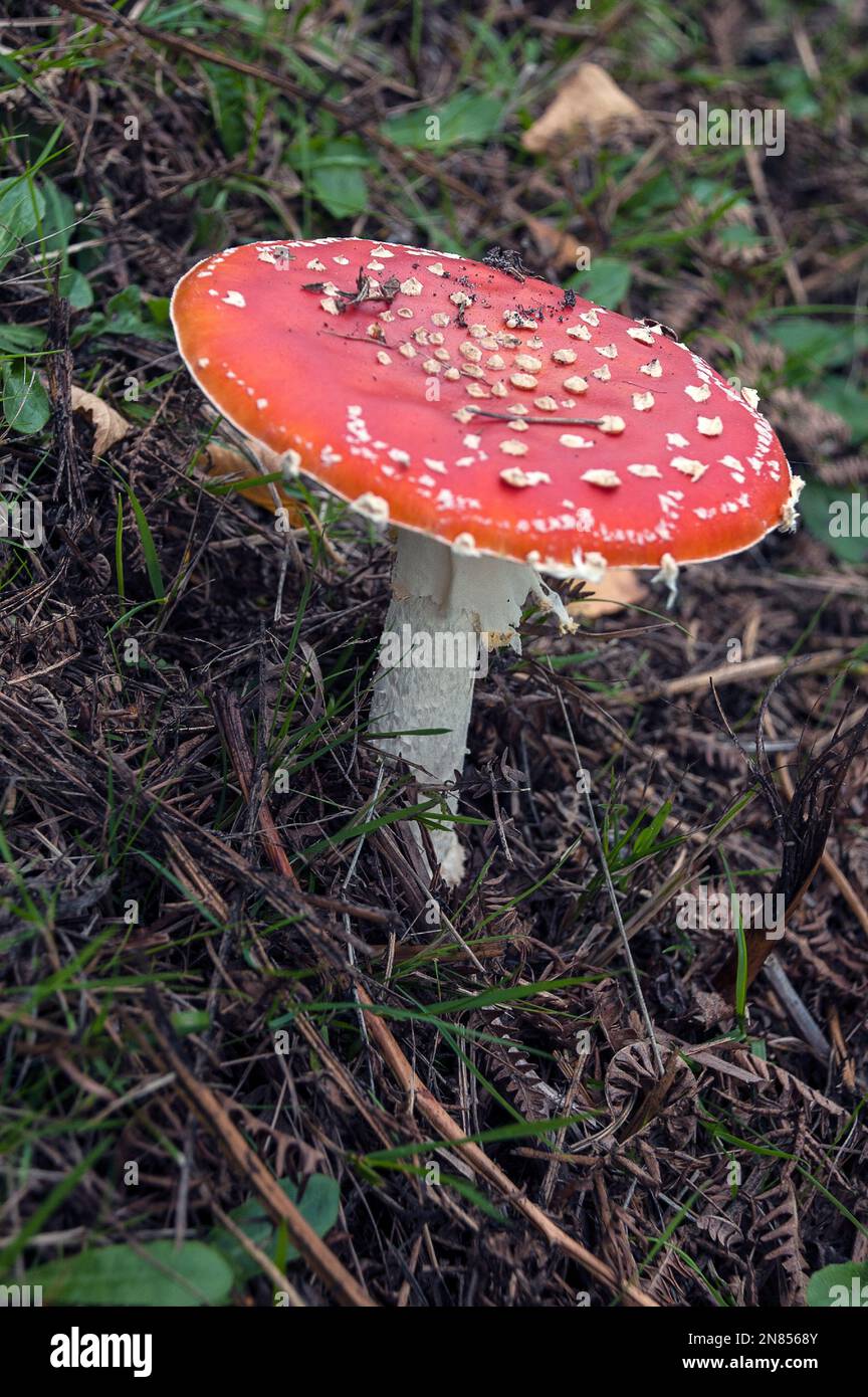 Fly Agaric die Feen-Kardinal. Stockfoto