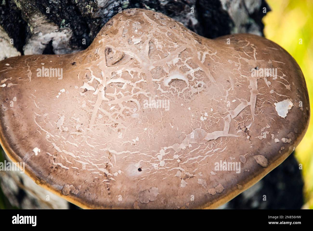 Birkenhalterpilz Stockfoto