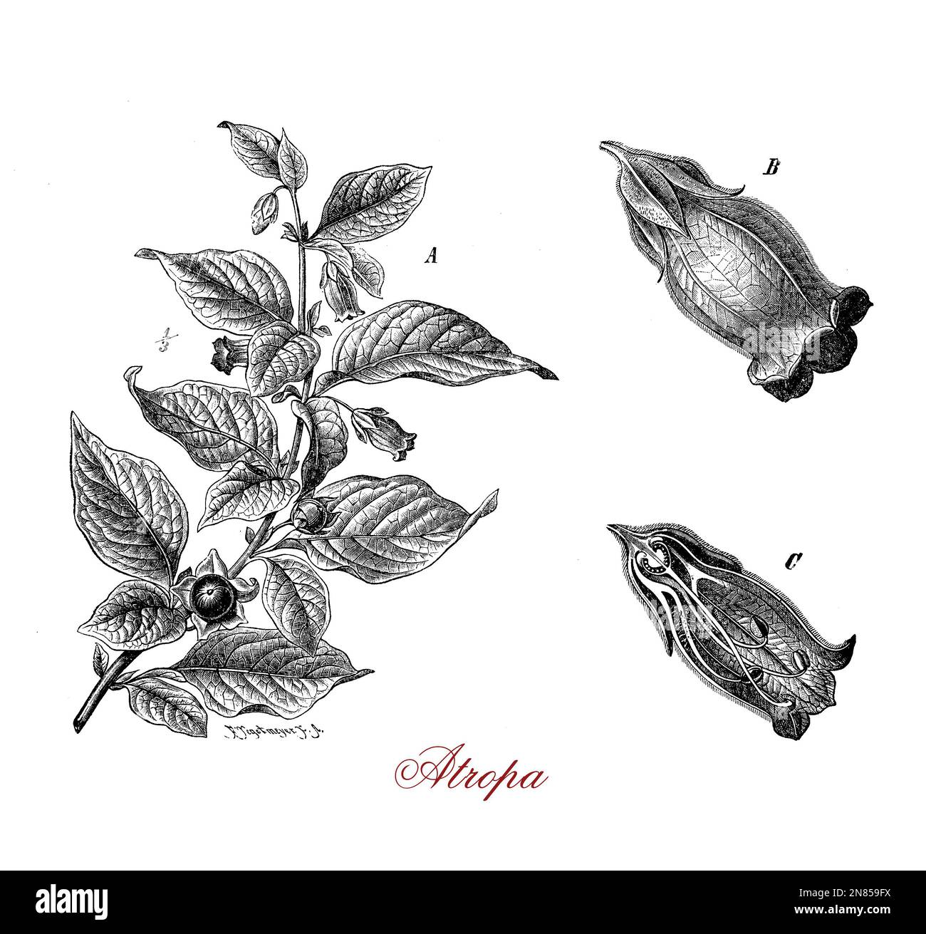 Belladonna oder tödlicher Nachtschatten krautige Pflanze weit verbreitet, Blätter und Beeren sind extrem giftig. In der Vergangenheit als Medizin, Kosmetik und Gift verwendet Stockfoto