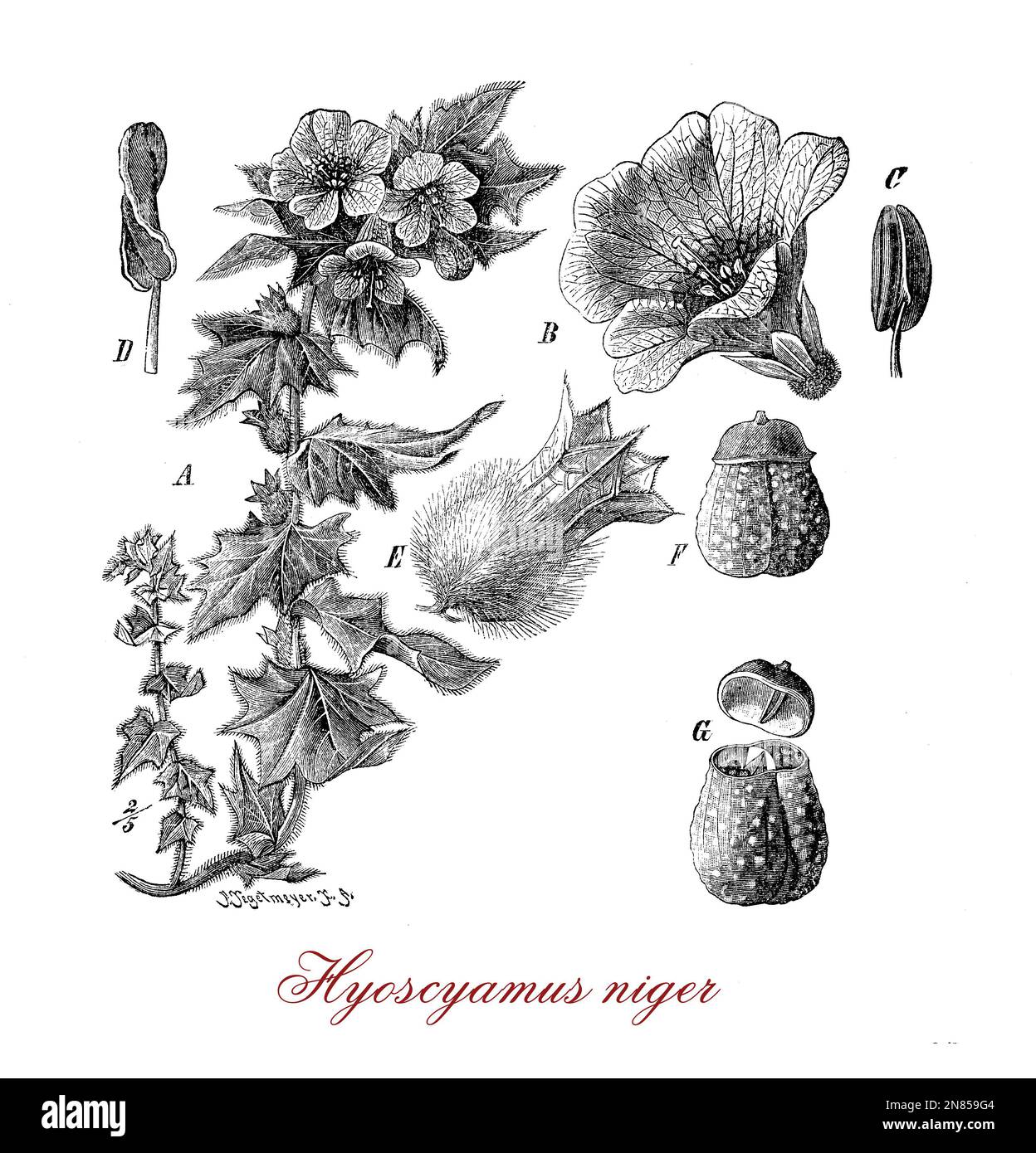 Vintage Illustration von Hyoscyamus Niger oder Bilsenkraut, giftige Pflanze als betäubenden trank und für Bier Aroma, jetzt für pharmazeutische Zwecke kultiviert in der antiken Medizin verwendet Stockfoto