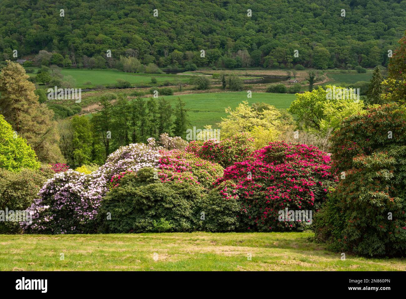 Frühlingstag in den Plas Tan-y-Bwlch Gardens in der Nähe von Maentwrog, Gwynedd. Wunderschöne Aussicht auf reife Bäume und Rhododendrons über dem Afon Dwyryd. Stockfoto